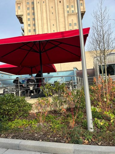 there is an area with red parasols, some flowerbeds and the tower of terror in the background